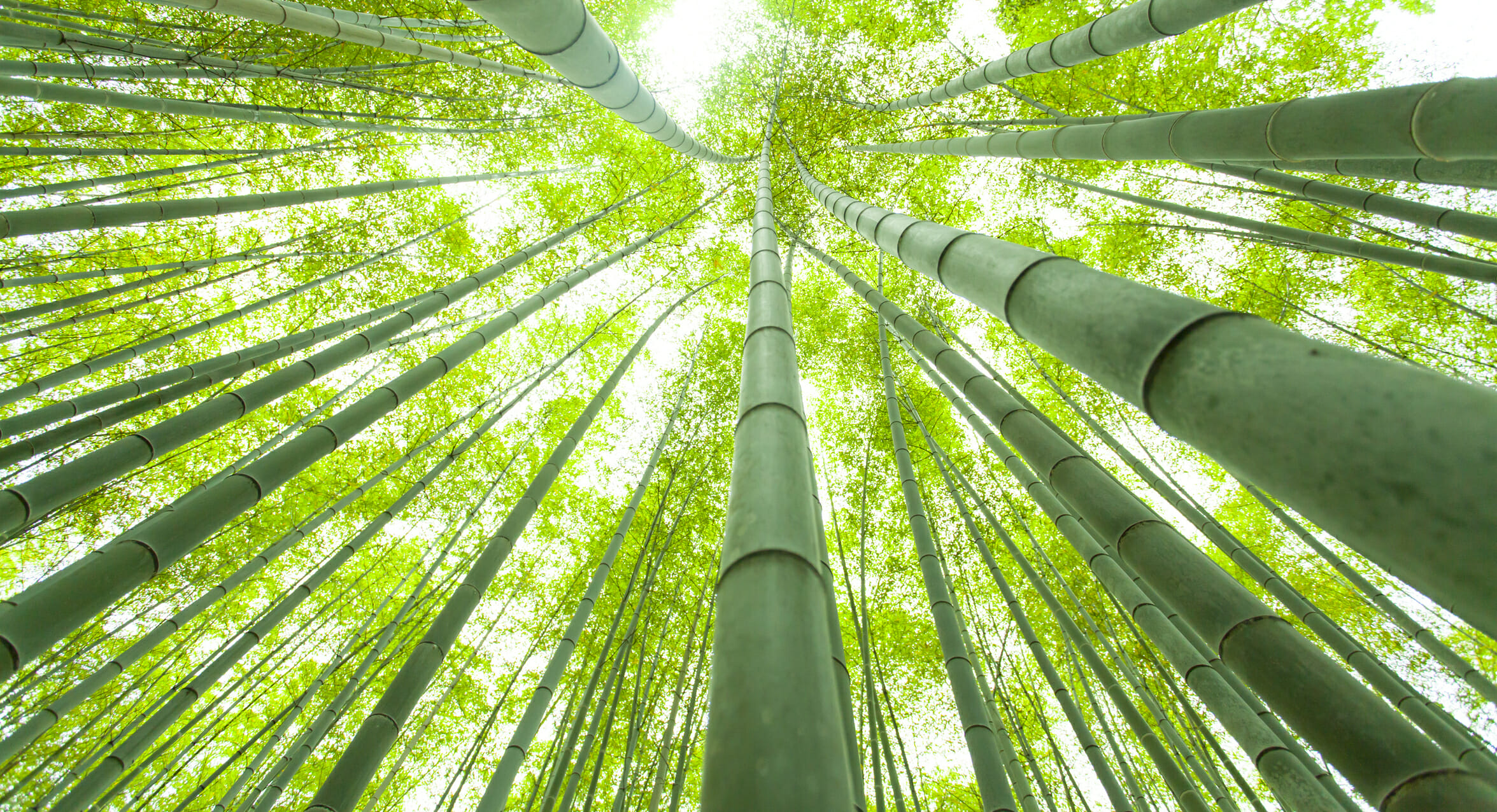 The Story of the Chinese Bamboo